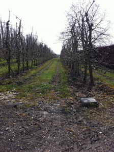 Organic apple orchard