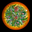 Tropical Sunset by Mikael Darni: Chandelier